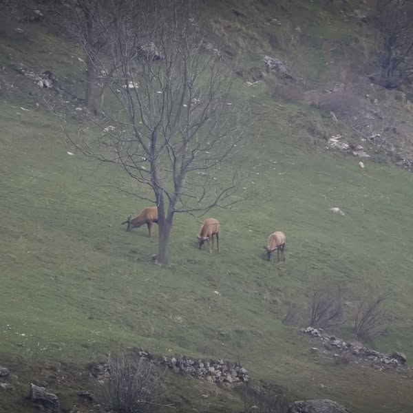 Gli scatti di Franca - Flora e Fauna... 3 fauna003