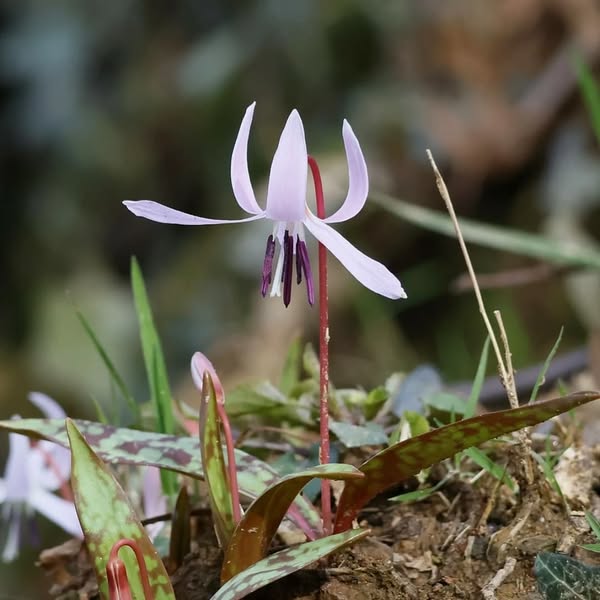 Gli scatti di Franca - Flora e Fauna... 11 flora001