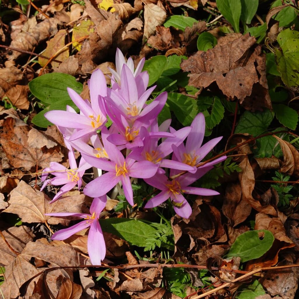 Gli scatti di Franca - Flora e Fauna... 13 flora003 1